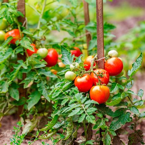 Five Ways to Grow Tomatoes | Tips for growing tomatoes, Growing tomatoes in containers, Growing 