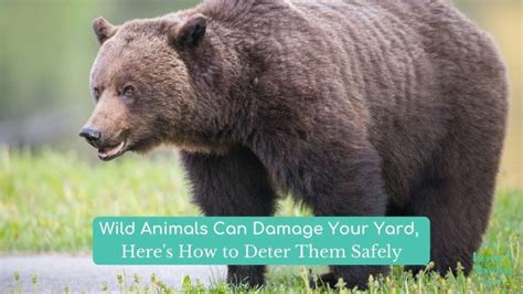 Wild Animals Can Damage Your Yard Heres How To Deter Them Safely