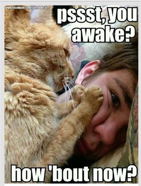 Wakey Wakey Good Morning Crazy Cat Lady Crazy Cats Big Cats Cats