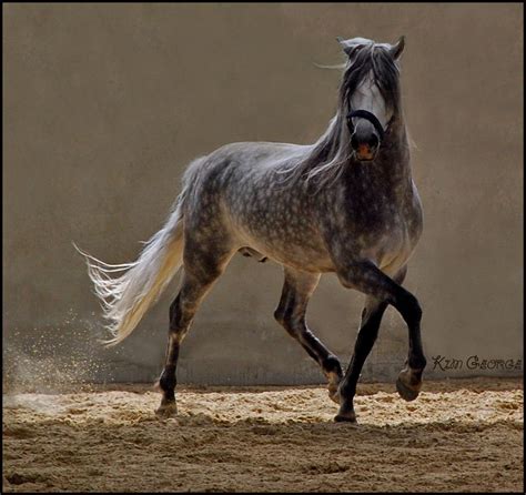 The Equus Dapple Grey Horses Horses Grey Horse