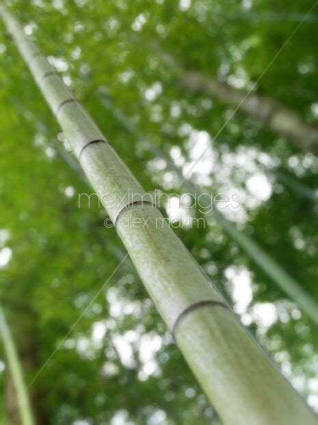 Photo Of Bamboo Forest Closeup Stock Image Mxi26936