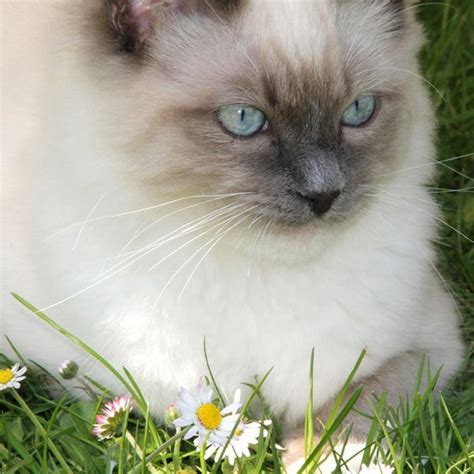 Ragdoll Cats Cats Breed Profile And Information