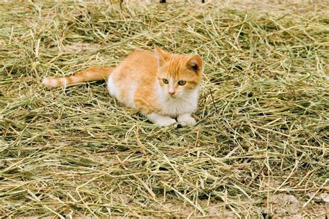 Farm Kitten Stock Image Image Of Adorable Young Animal 3443895