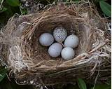 House Finch Eggs Color Pictures