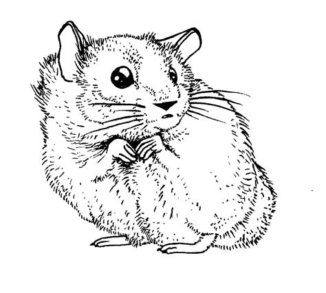 Hamster Coloring Pages Easy Coloring Pages