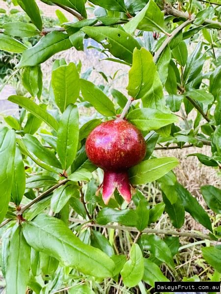 Buy Pomegranate Wonderful Fruit Trees Punica Granatum