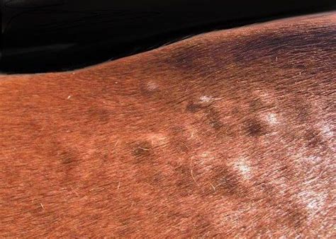 30 Most Common Horse Skin Diseases Reviewed For Horse Owner Disease