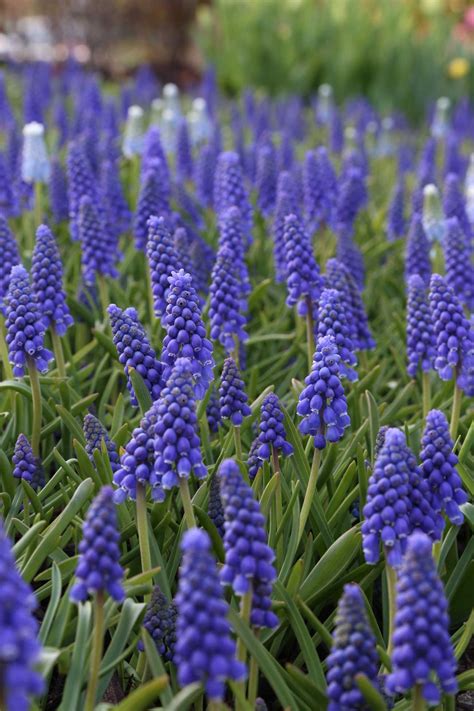 Muscari The Special Sauce For Your Spring Garden Longfield Gardens