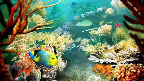 Tropical Fish 3d Screensaver And Live Wallpaper Hd Youtube