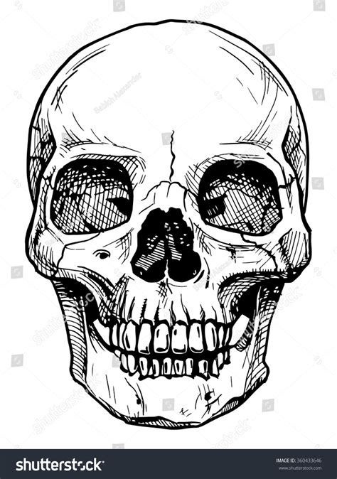 Vector Black White Illustration Human Skull Stock Vector 360433646 ...