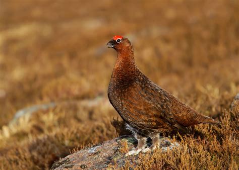 Licensing Grouse Shooting Must Not Jeopardise Jobs And Conservation