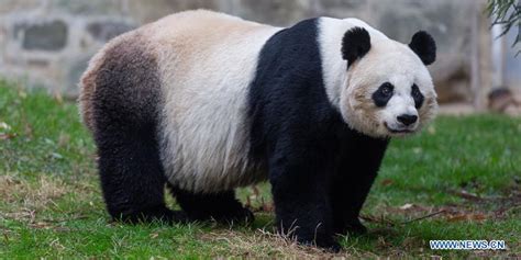 Giant Panda Mei Xiang Gives Birth To Cub At Us Zoo Eastday