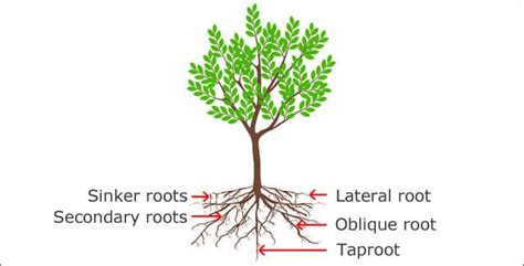 Tree Root System Diagram
