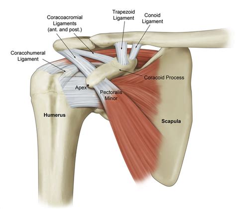Diagram of shoulder tendons posterior muscles and ligaments of the shoulder girdle anatomy. Schematic representation showing the structures attaching to the... | Download Scientific Diagram
