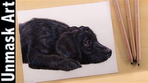 Please enter your email address receive free weekly tutorial in your email. Black Labrador Puppy | Colored Pencil Drawing Time Lapse ...