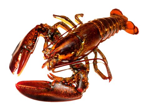 Lobster Hd Png Transparent Lobster Hdpng Images Pluspng