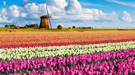 Brown Windmill Surrounded Of Flowers Hd Wallpaper Wallpaper Flare