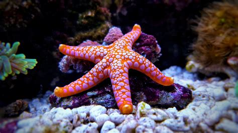 Starfish Stealing The Show Coral Reef Aquarium Starfish Facts Reef