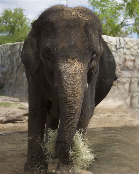 Houston Zoo Elephant