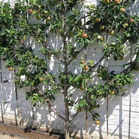 Espalier Apple Combo Trees One Green World Dwarf Fruit Trees