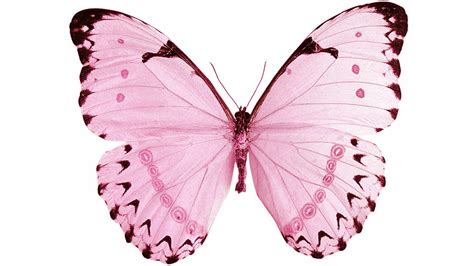 Pink Butterfly 4 Pink Butterfly Butterfly Painting Butterfly Printable