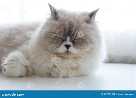Persian Cat Sleeping On White Table Stock Image Image Of Furry