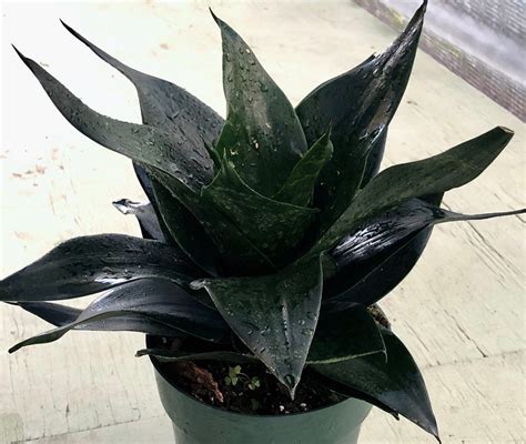 Sansevieria Trifasciata Black Jade Dwarf Snake Plant Birds Nest