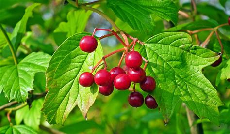 Viburnum Fruit Red Free Photo On Pixabay