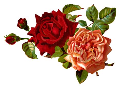 Stock Rose Clipart Clipground