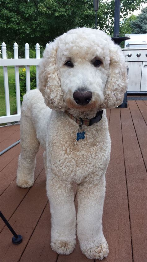 The graphics below are incredibly helpful for explaining to how describe different components of a goldendoodle haircut. poodle lion haircut - Google Search | Poodle puppy, Poodle ...
