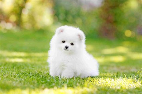 Cute Small White Dog Breeds
