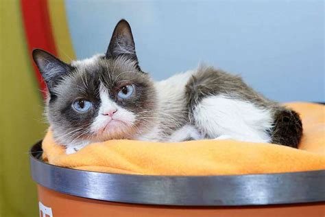 Internet Sensation Grumpy Cat Has Died Connecticut Post
