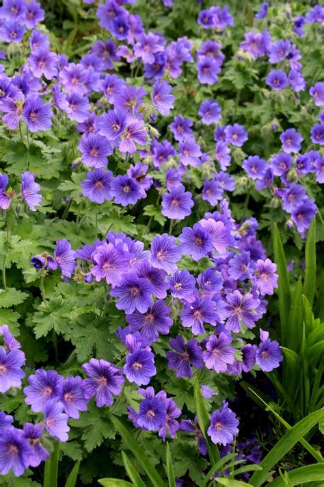 There are over 400,000 types of the delphinium, which is often called larkspur, is an herbaceous perennial with tall spikes of blue or purple flowers. Purple geraniums | Perennial geranium, Ground cover plants ...