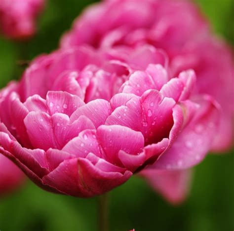 Premium Photo Beautiful Pink Peony Flowers In Full Bloom In The
