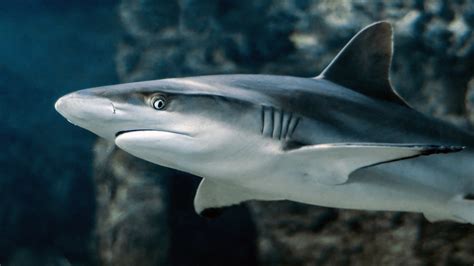 ¿qué Tiburón Es También Conocido Como Tiburón Limón