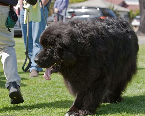 Yowzers Check Out The 10 Biggest Dog Breeds In The World