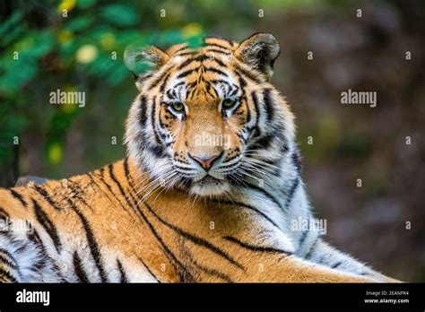Resting Siberian Tiger Panthera Tigris Altaica Stock Photo Alamy