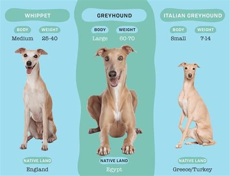 Differences Between A Whippet Vs Greyhound Vs Italian Greyhound