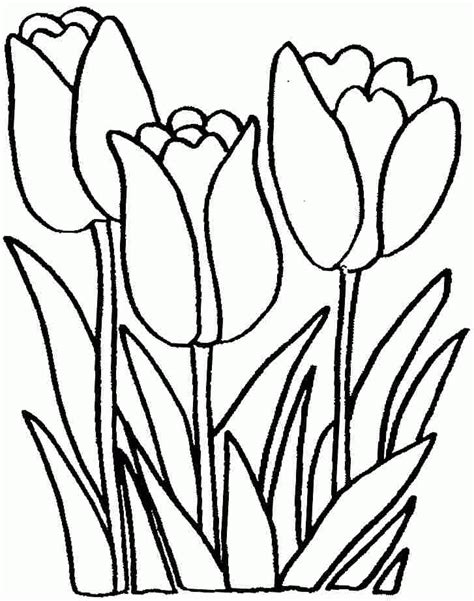 Tulip Pictures To Print Coloring Home