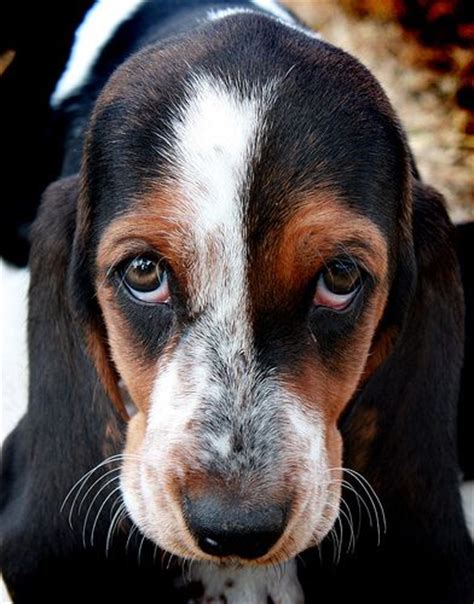 20 Insanely Cute Basset Hounds That Are Staring Into Your Soul The Paws