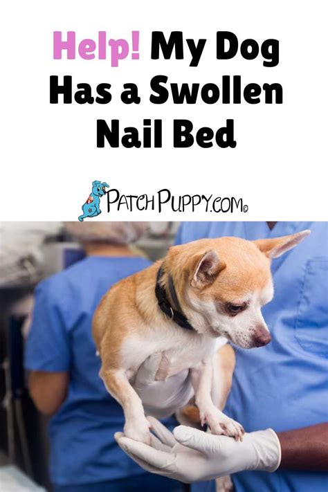 Help My Dog Has A Swollen Nail Bed In 2021 Dog Care