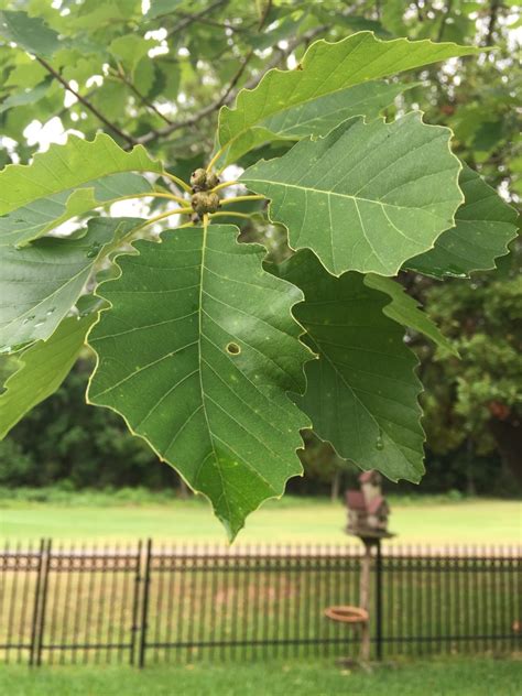 Quercus Prinoides Picturethis