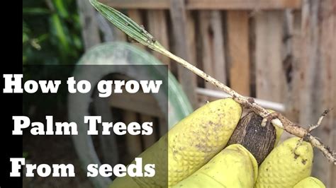 How To Grow Palm Trees From Seeds Easy Method Youtube