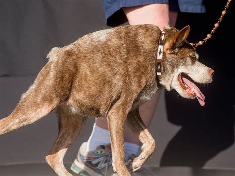 Worlds Ugliest Dog Contest 2015