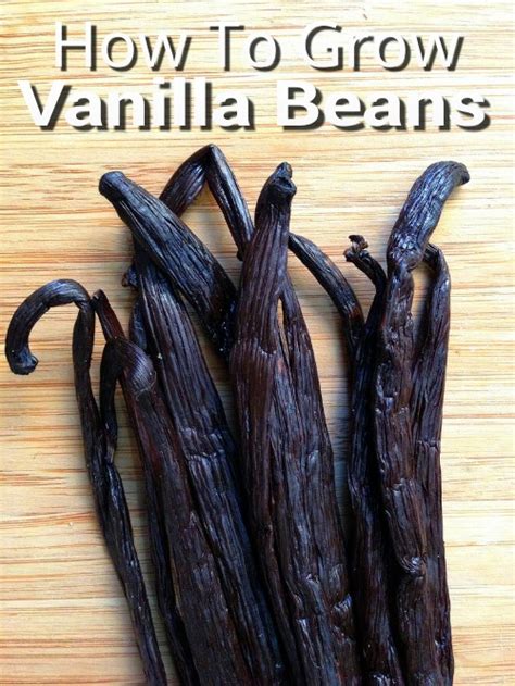 How To Grow Vanilla Beans