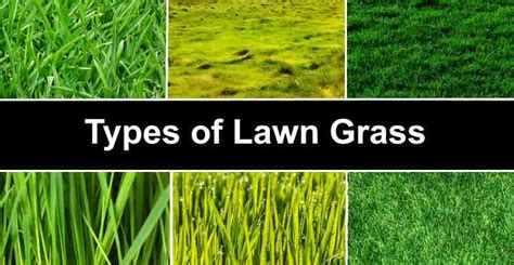 types of lawn grass identification guide to sod types pictures golden spike company