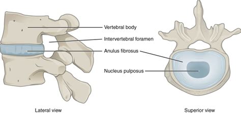 Figure Intervertebral Disc The Lateral View Statpearls Ncbi