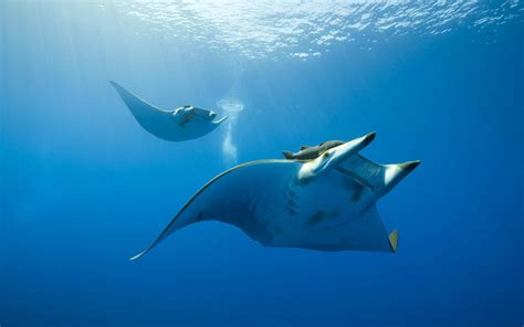 배경 화면 햇빛 동물 바다 자연 사진술 물고기 수중 가오리 만타 광선 대양 1920x1200px 해양