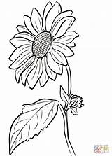 Coloring Sunflower Pages Printable Drawing Paper sketch template