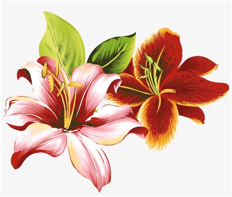 Flores Vectoriales Con Fondo Transparente Fleur De Lili Free